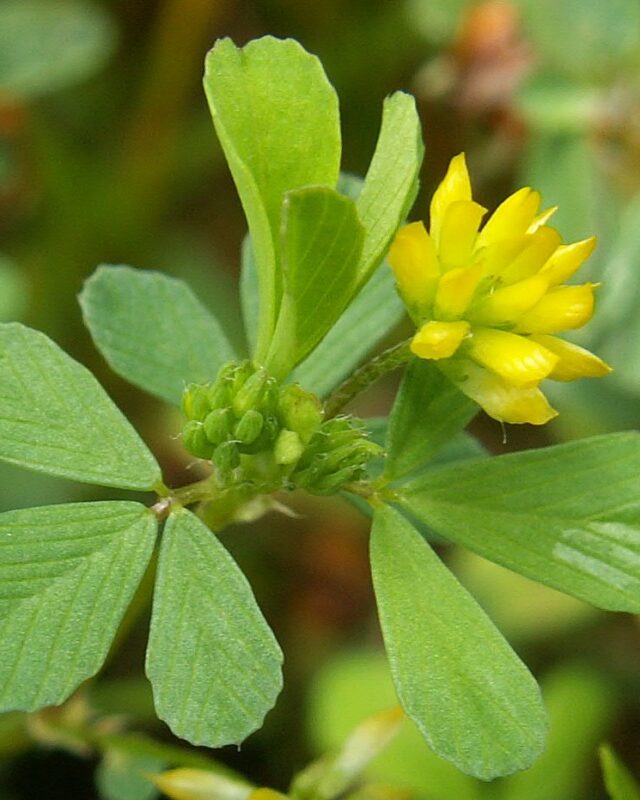 Lesser Hop Trefoil