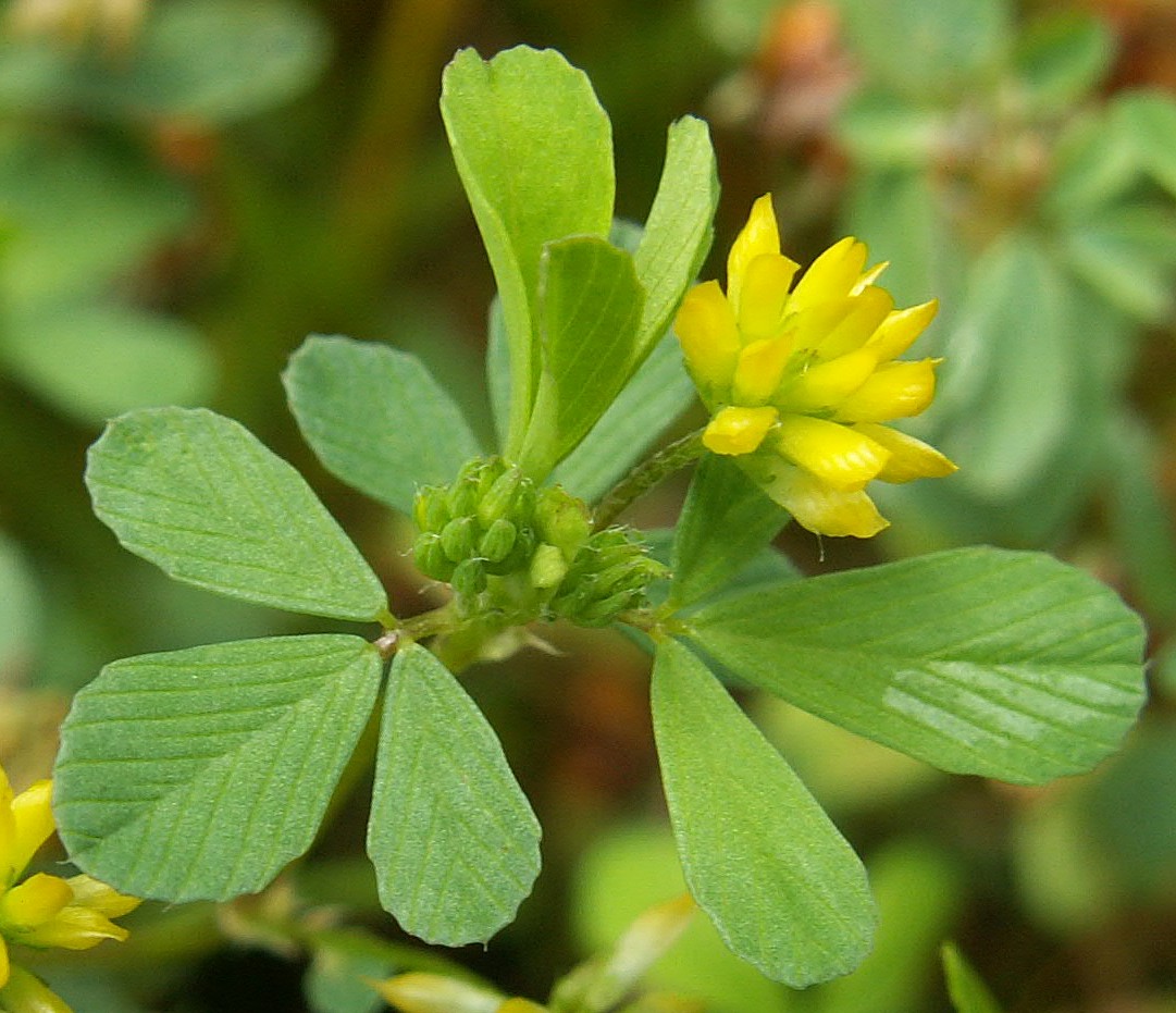 Lesser Hop Trefoil