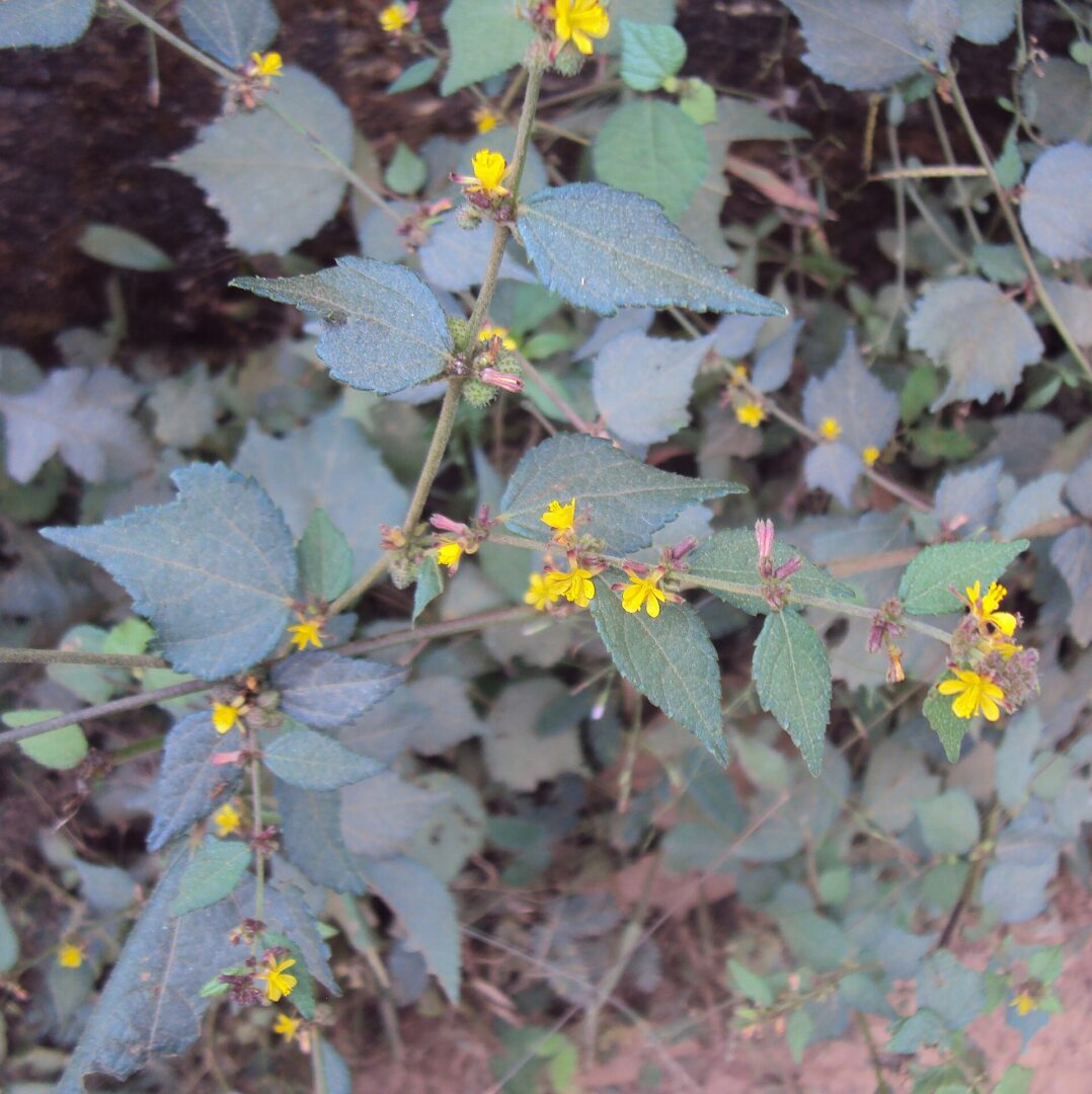 Chinese Bur