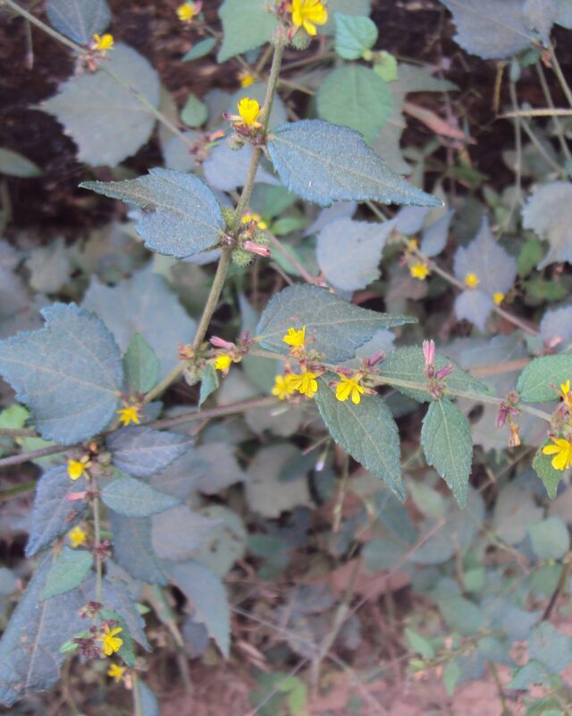 Chinese Bur