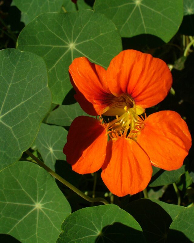 Garden Nasturtium