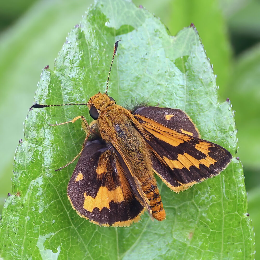 Tropic Dart