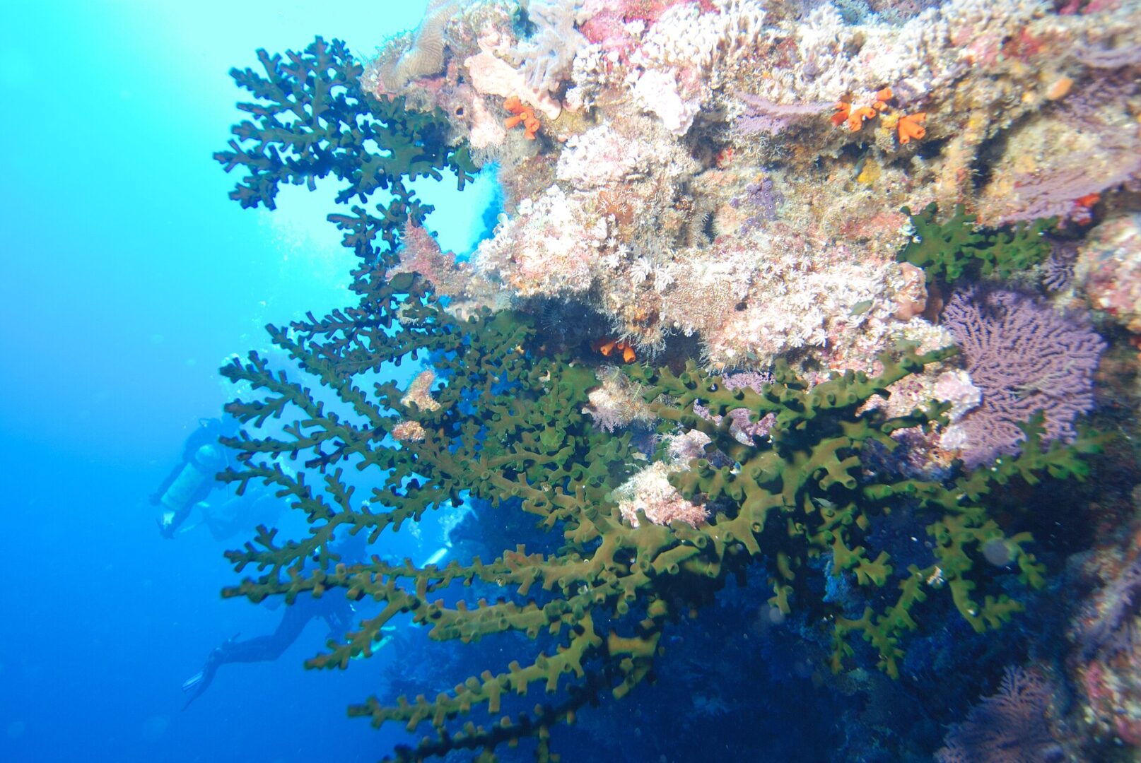 Black Sun Coral