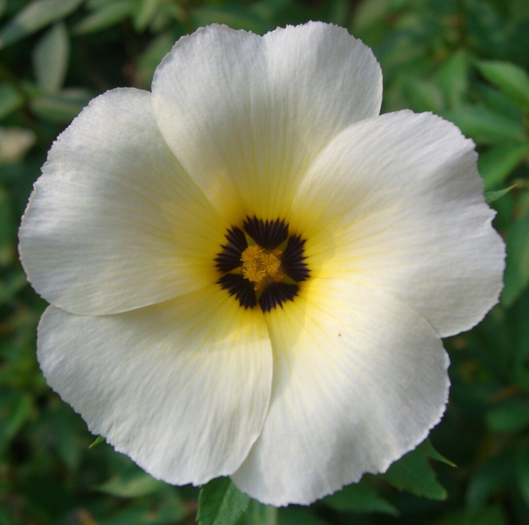 Cuban Buttercup