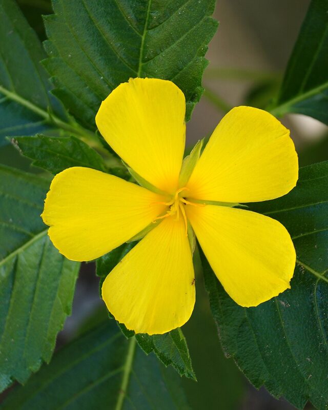 Yellow Alder