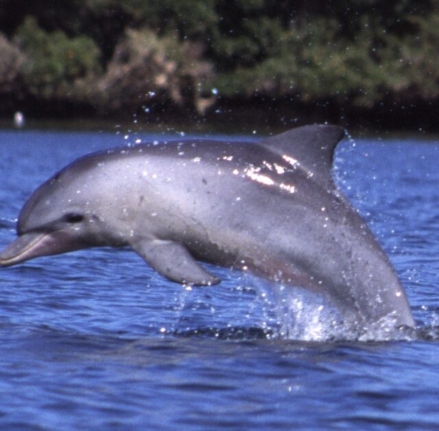 Indo-Pacific Bottlenose Dolphin