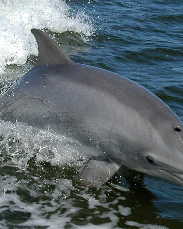 Common Bottlenose Dolphin