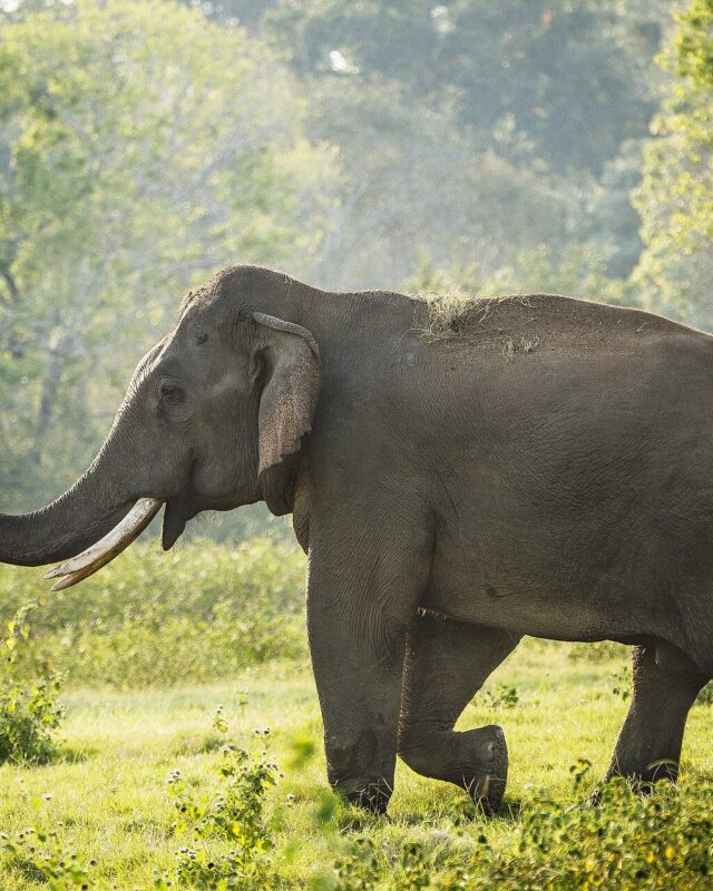 ශ්රී ලංකා අලියා