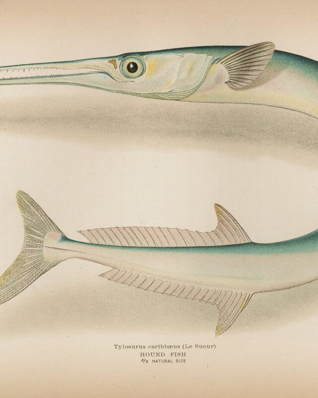 Houndfish