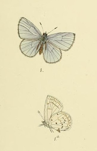 Singalese Hedge Blue
