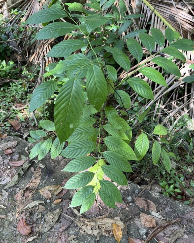 Uncaria elliptica