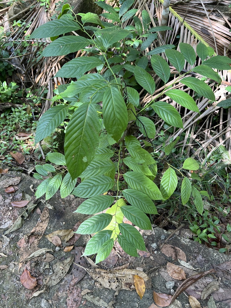 Uncaria elliptica