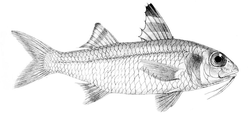 Sunrise Goatfish
