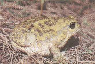 Marbled Balloon Frog