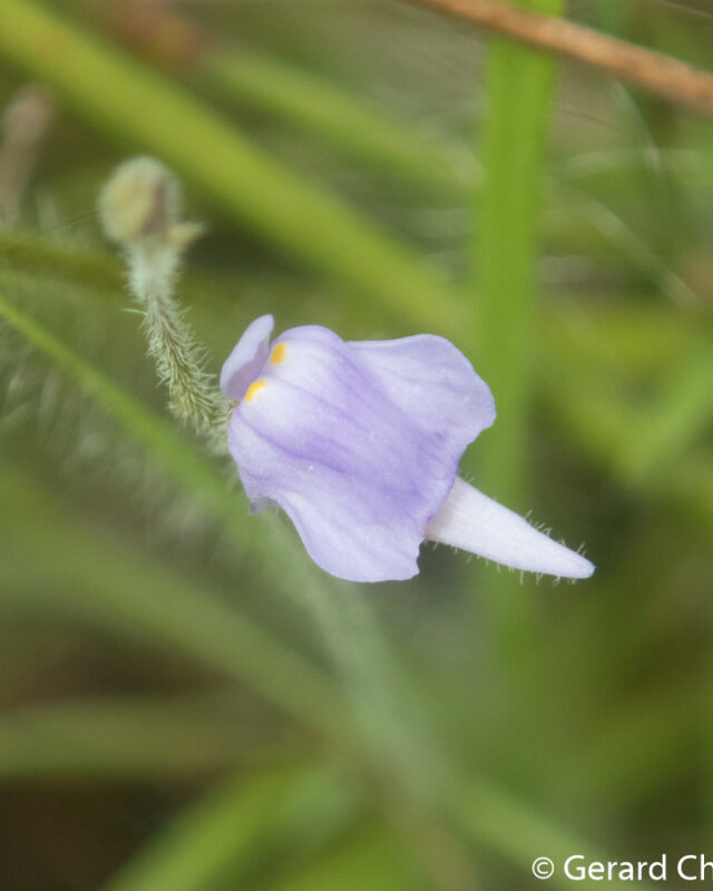 Utricularia hirta
