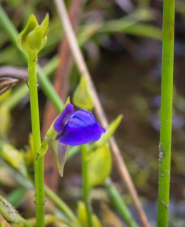 Utricularia polygaloides
