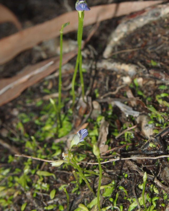 Blue Bladderwort