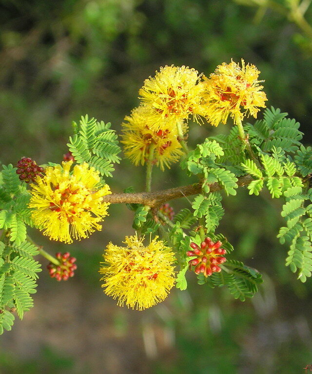 Vachellia eburnea