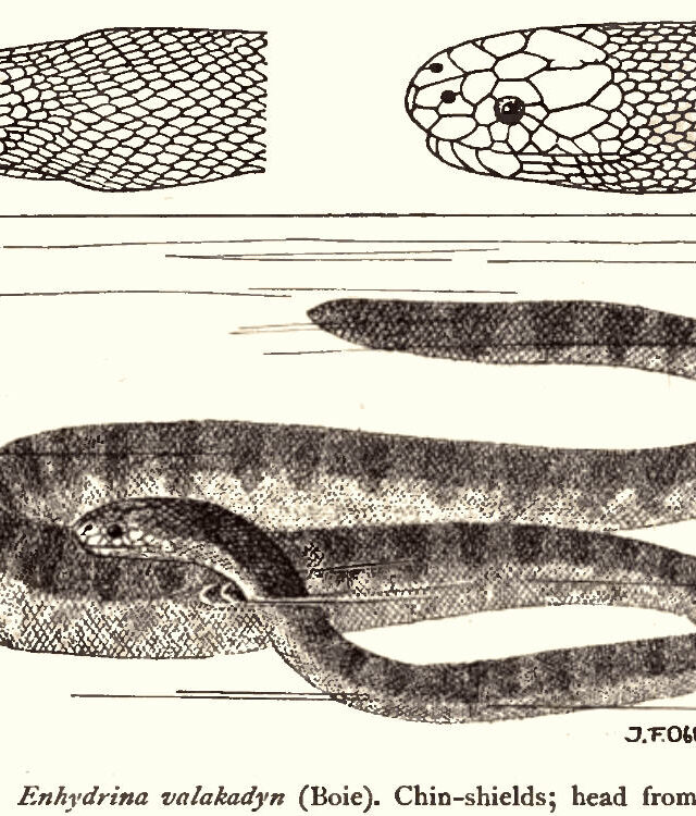 Beaked Sea Snake