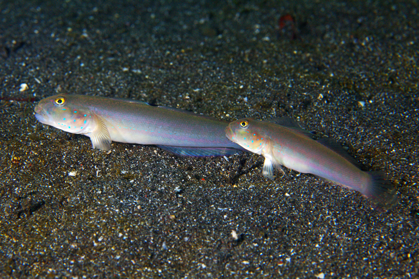 Sixspot Glidergoby