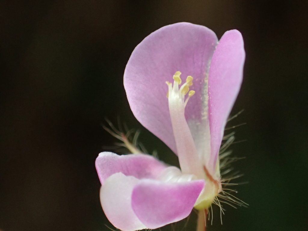 Variable-Leaf Tick Trefoil