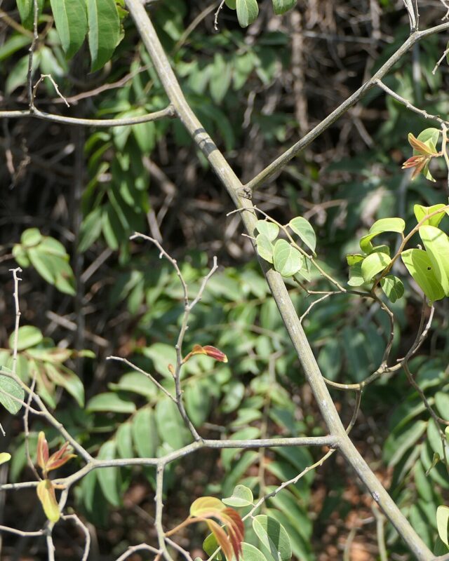 Ventilago madraspatana