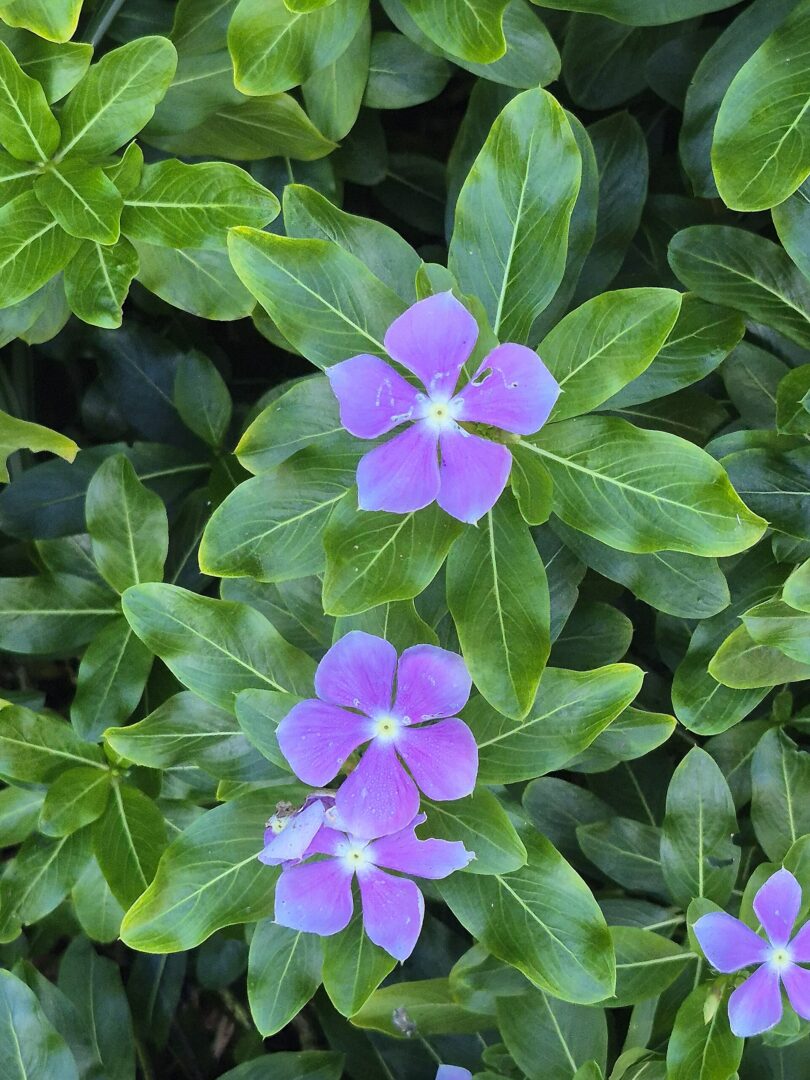 Madagascar Periwinkle