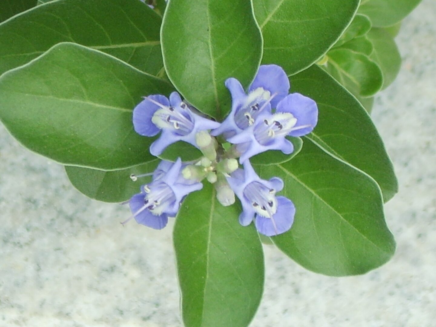 Beach Vitex