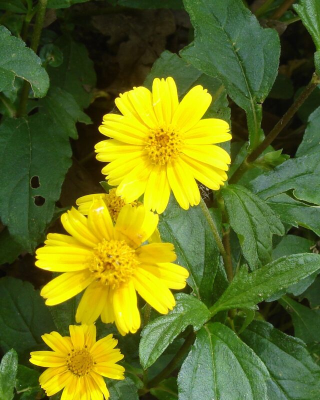 Trailing Daisy