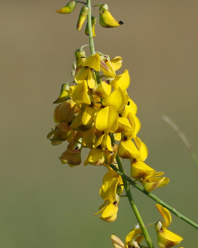 West Indian Rattlebox