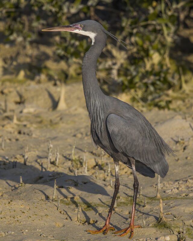 Western Reef Heron