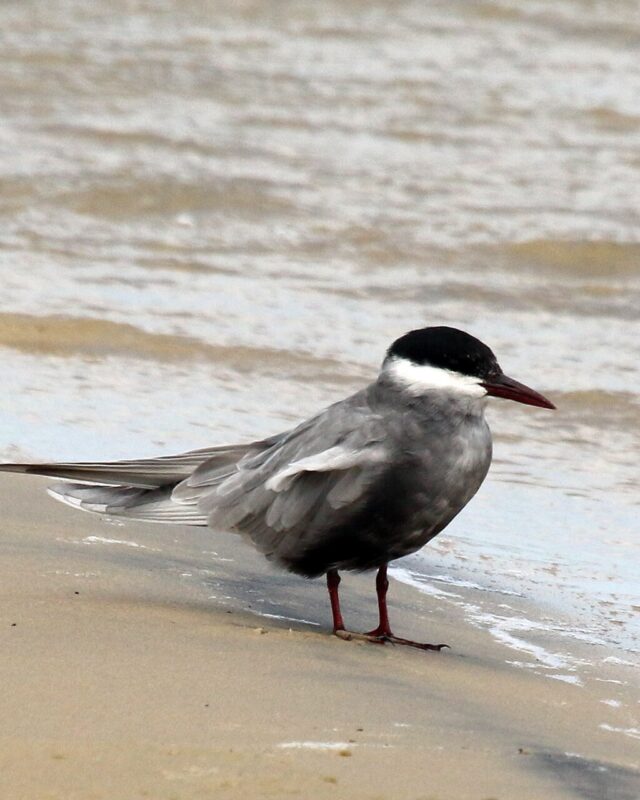 Whiskered Tern