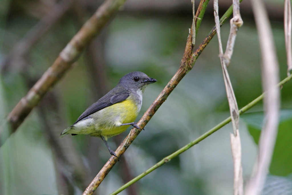 White-Throated Flowerpecker