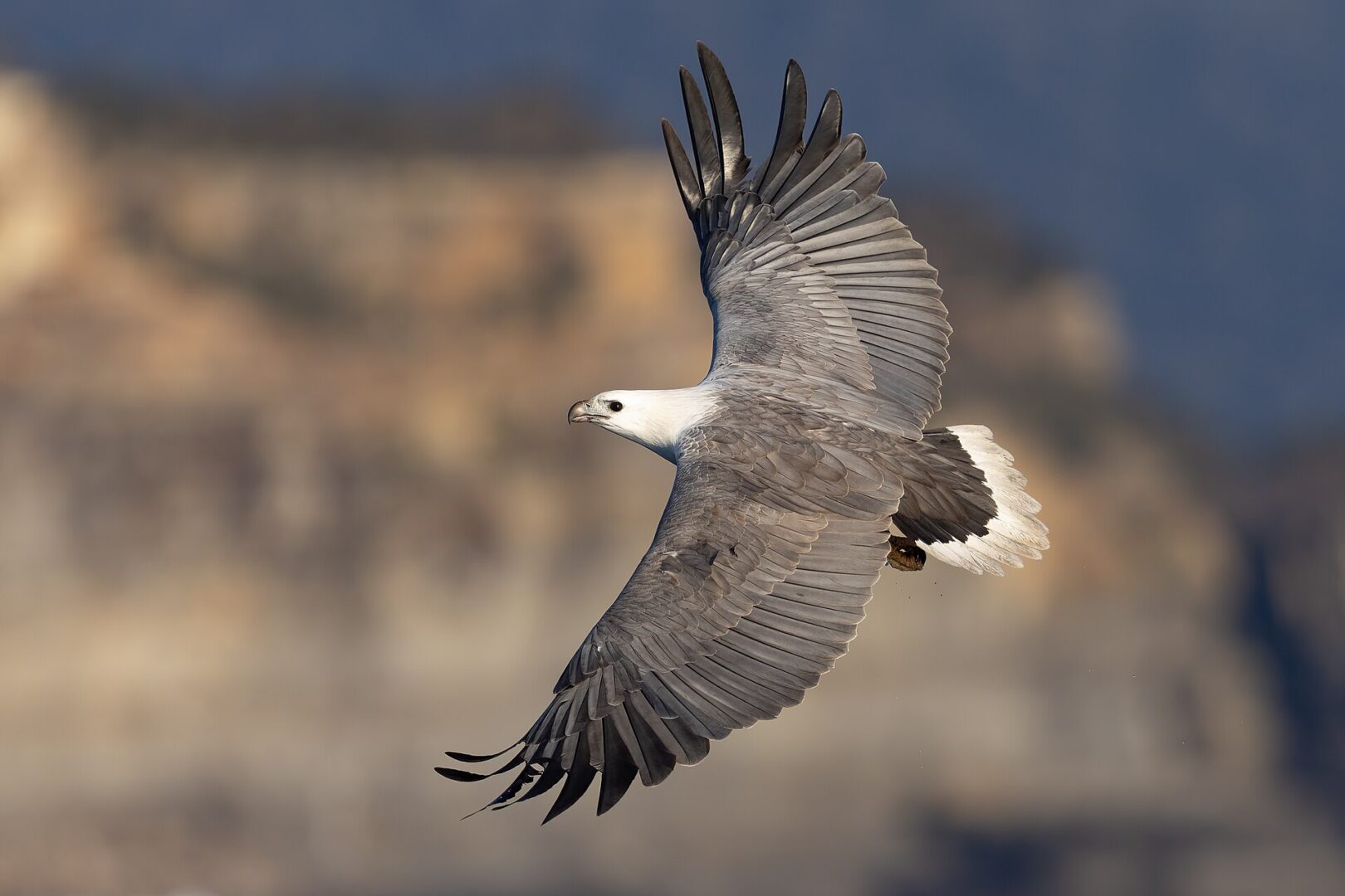White-Bellied Sea-Eagle