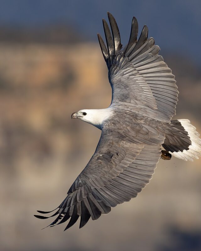 White-Bellied Sea-Eagle