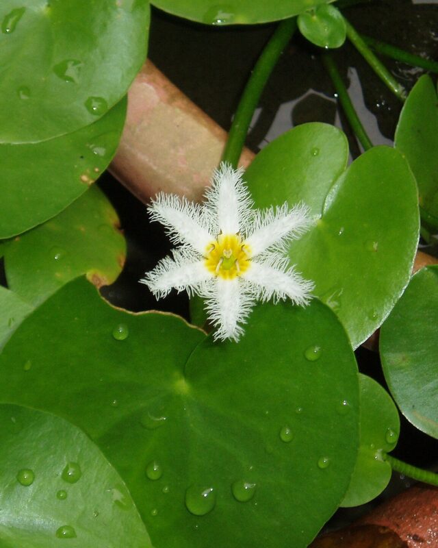 Water Snowflake