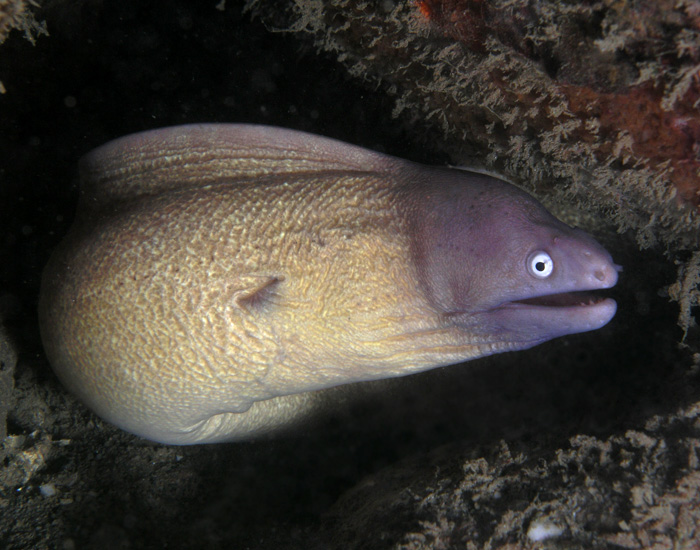 White-Eyed Moray