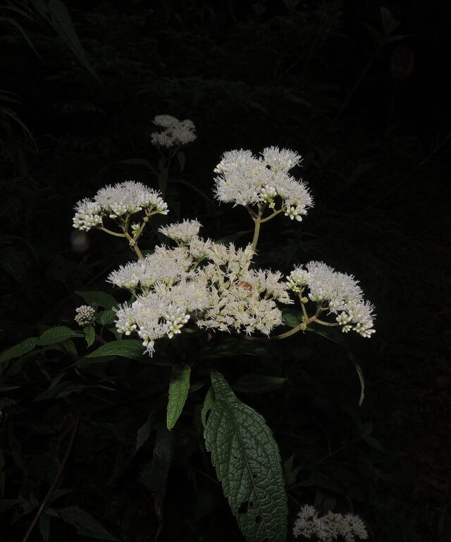 Whiteweed