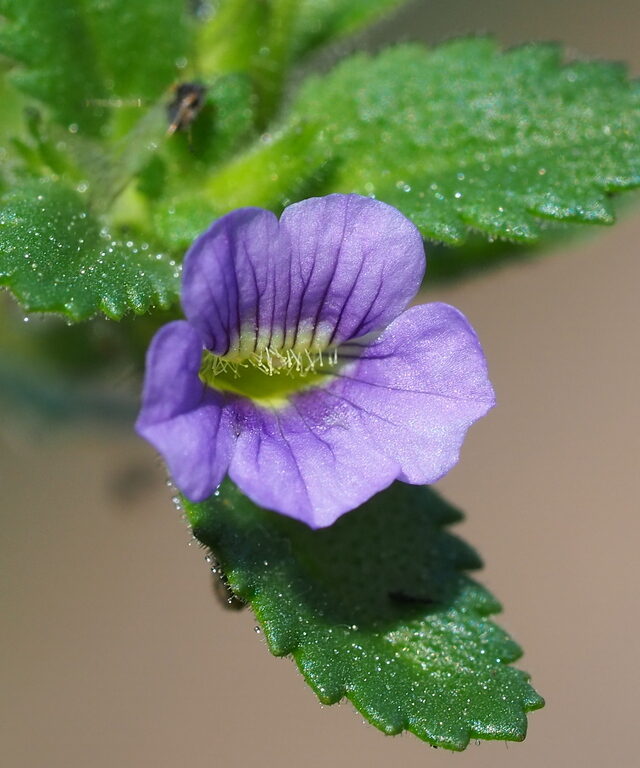 Whorled Twintip