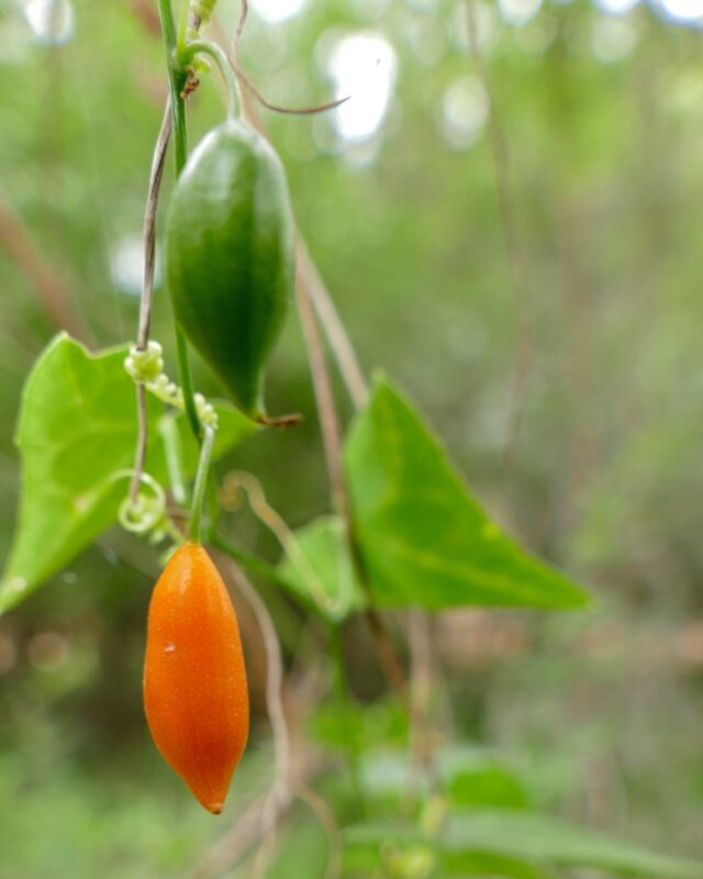 Zehneria thwaitesii