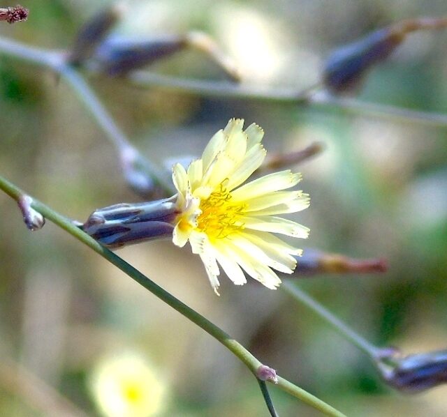 Wild Lettuce