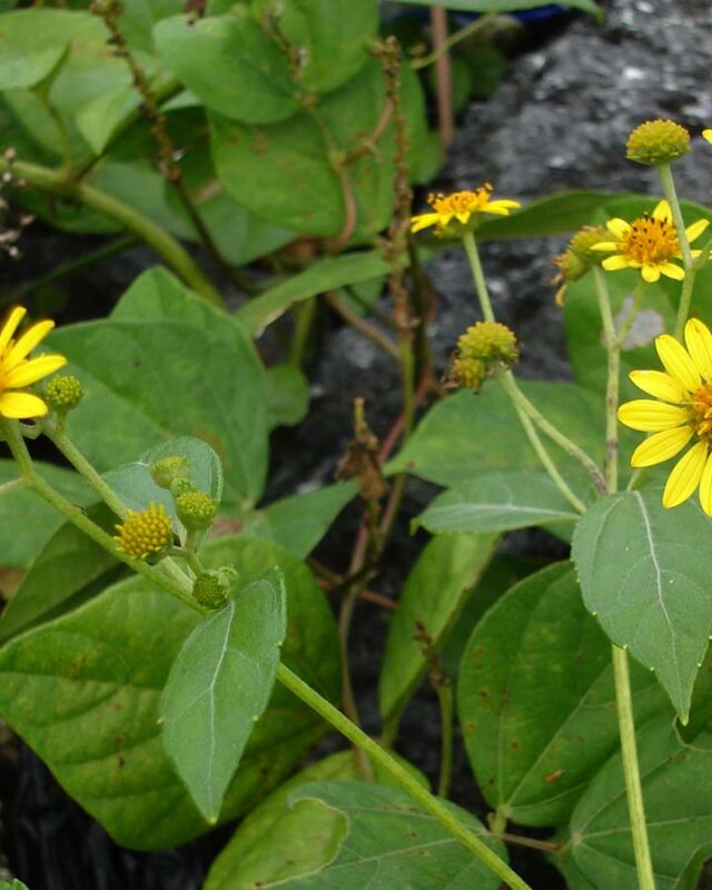 Sea Daisy