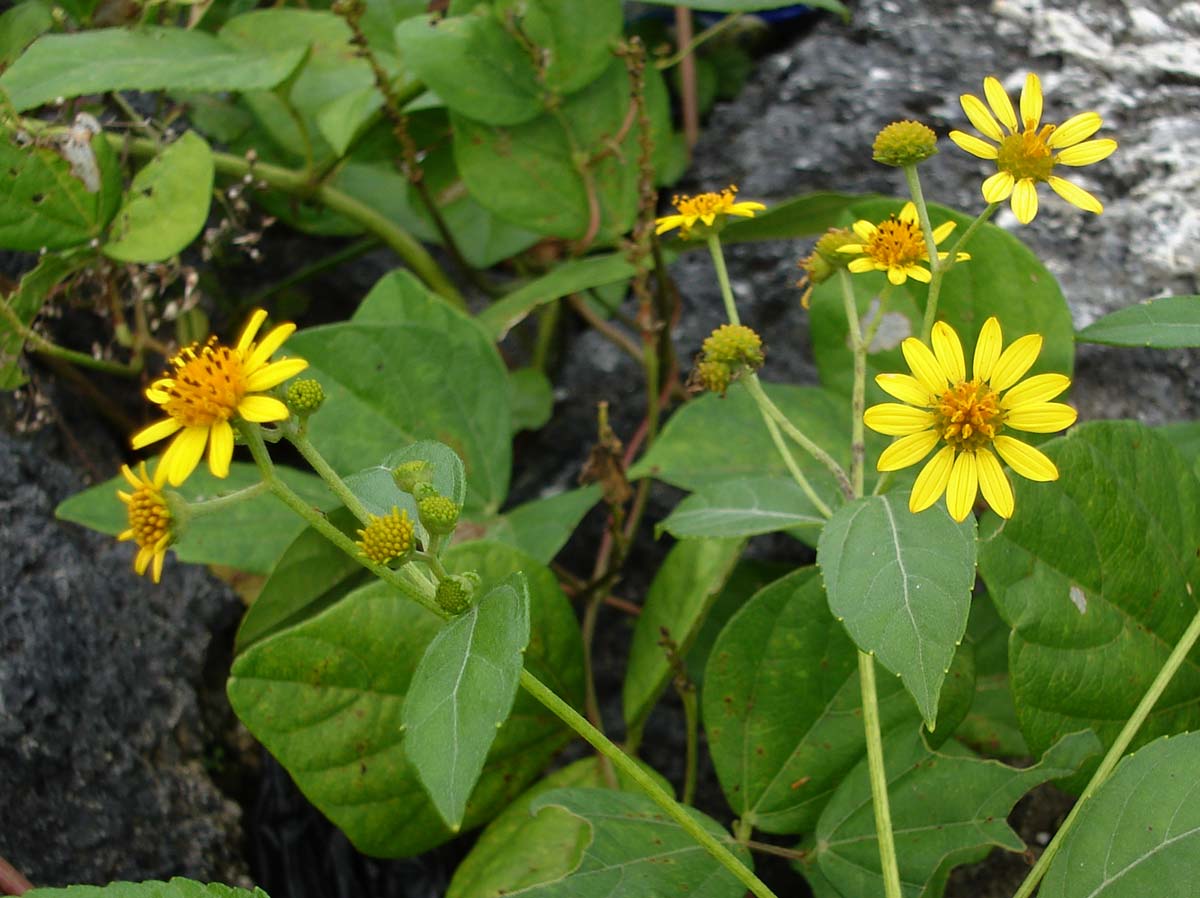 Sea Daisy
