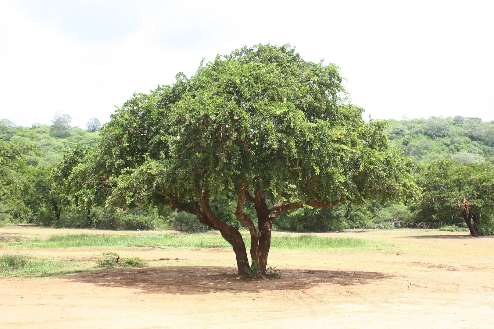 දිවුල්