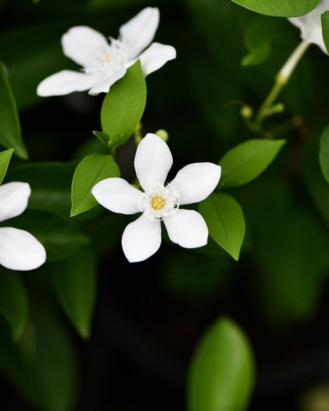 ඉද්ද