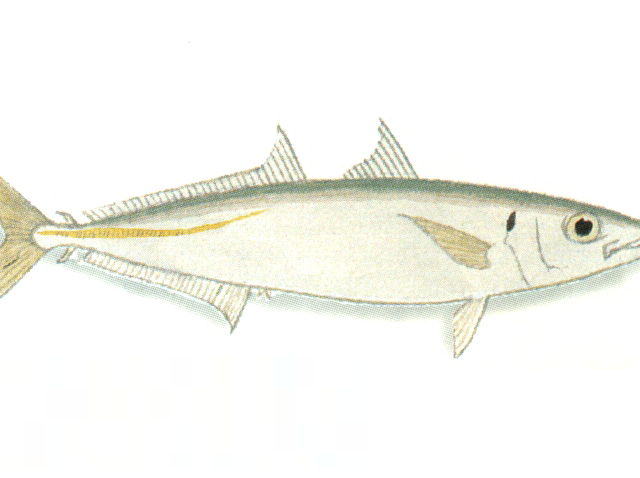 Mackerel Scad