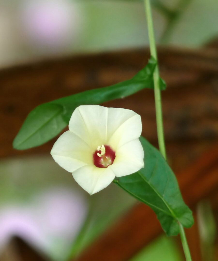 முதியார் கூந்தல்