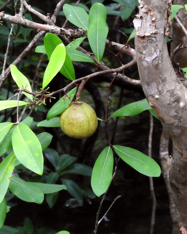 Cannonball Mangrove