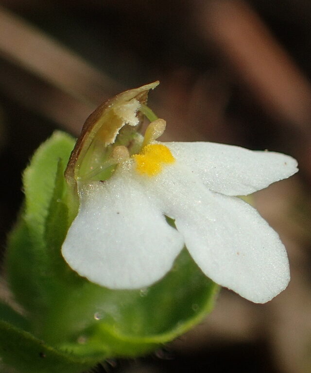Yamazakia pusilla