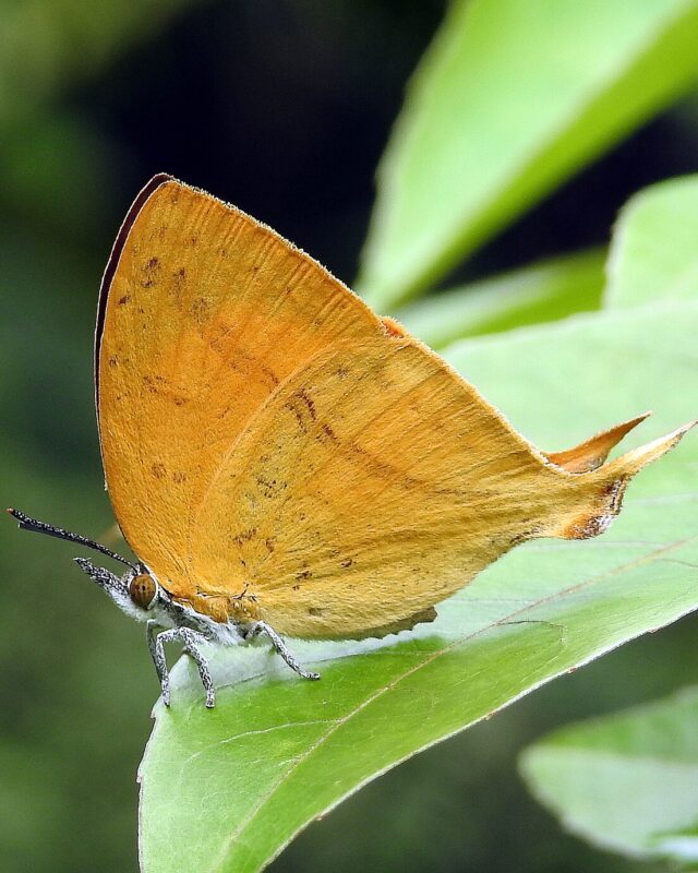 Common Yamfly